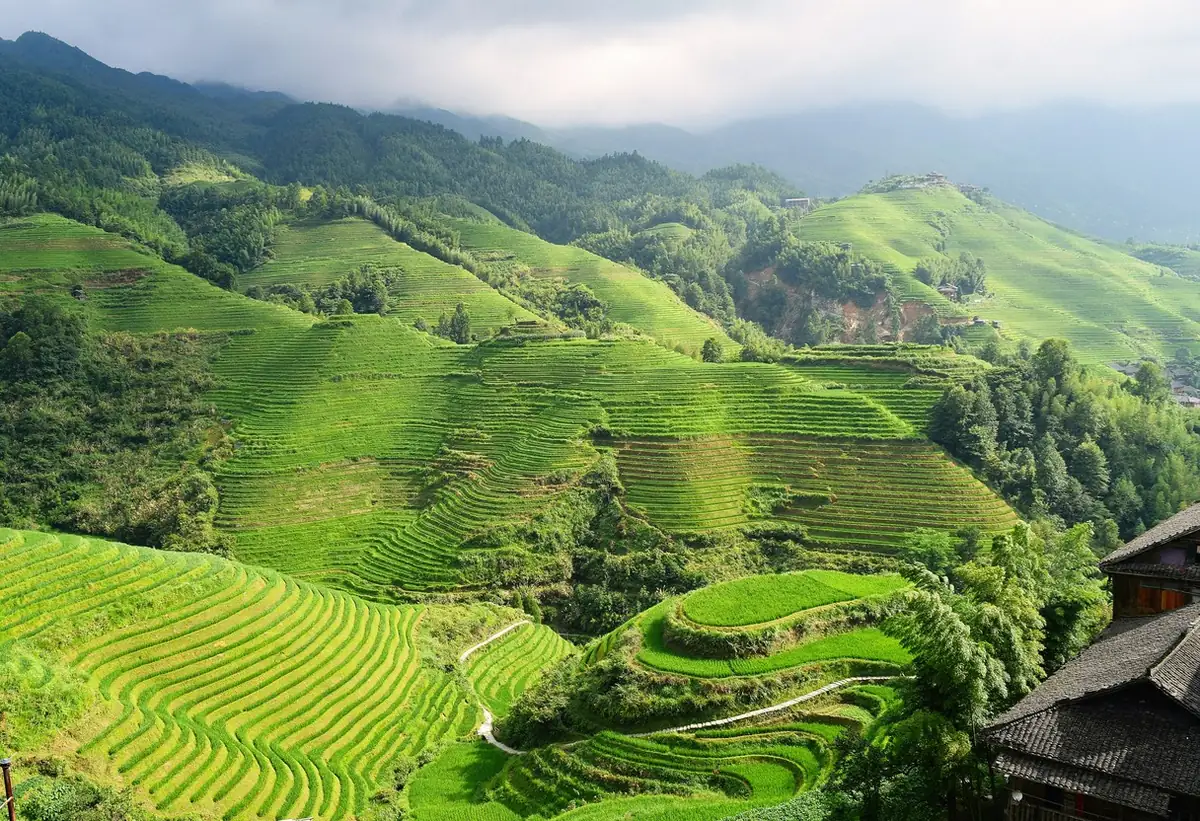 Longji Rice Terraces panoramic view in Guangxi China